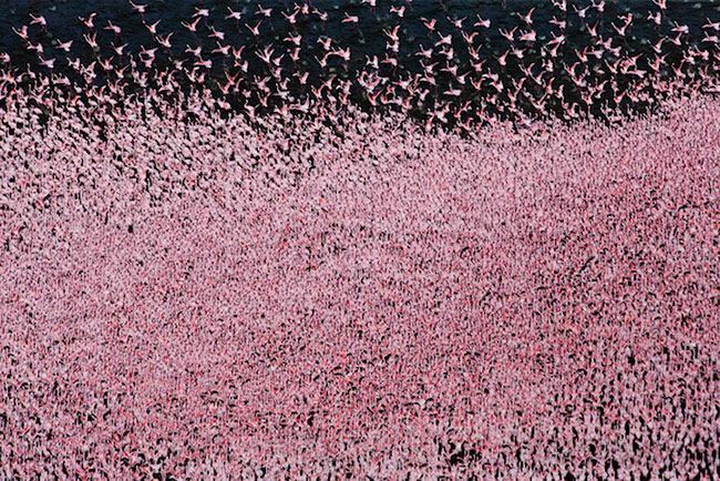Lesser Flamingos by Martin Harvey Lesser Flamingos by Martin Harvey