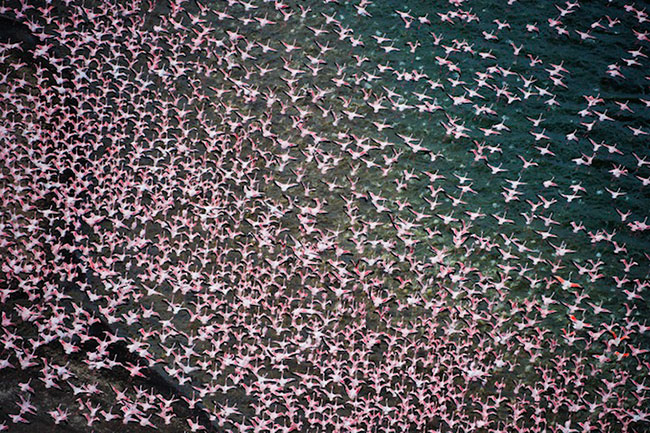 Flamingos-by-Martin-Harvey-03 Flamingos-by-Martin-Harvey-03