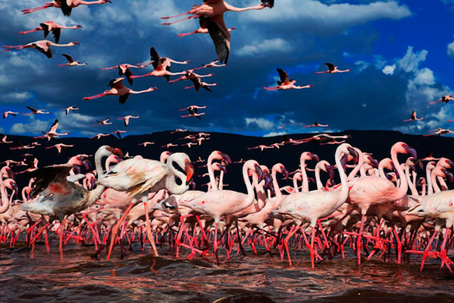 Lesser Flamingos by Martin Harvey Lesser Flamingos by Martin Harvey