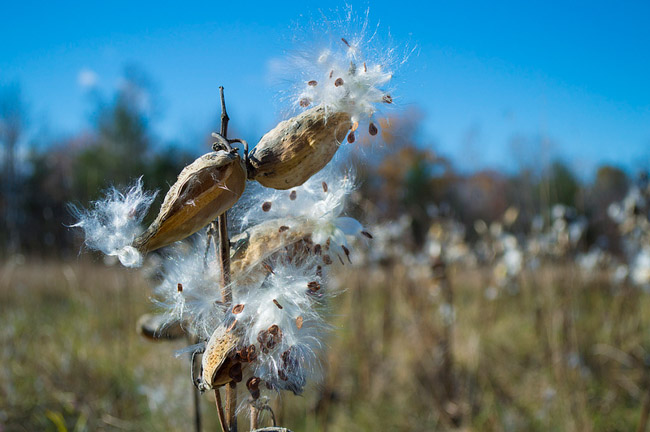 jackchaskell-milkweed