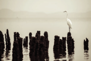 lightroom-4-snapshots-panel-featured-image